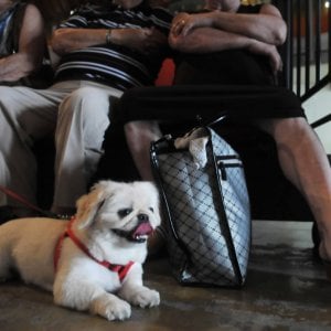 Pet Passports for Tuscan Residents — Tuscan Trends